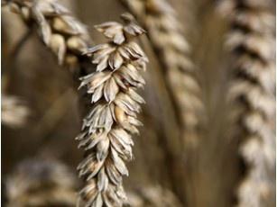 У Луцькому районі площа посівів озимих культур зросте на 2000 га