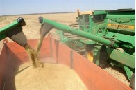 Україна намолотила вже майже 46 мільйонів тонн зерна