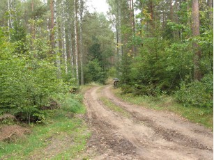 На Волині будується 51 км лісових доріг