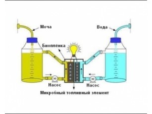 Учені пропонують виробляти електроенергію з сечі