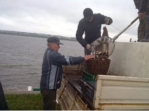 На Львівщині у Гамаліївське озеро запустили 520 кг коропа