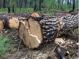 ВО «Свобода» проти передачі лісу в Маневицькому районі приватному підприємству «Хуберт»