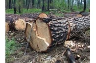 ВО «Свобода» проти передачі лісу в Маневицькому районі приватному підприємству «Хуберт»