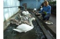 Луцькі МНСники врятували з обмерзлої криги 4-х лебедів