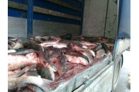 Міліція «виловила» в Ківерцях 460 кілограмів неякісної риби