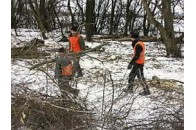 Чагарники на Волині вирубують лише завдяки Клімчуку?