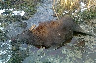 У Камінь-Каширському районі браконьєр вбив трьох лосей