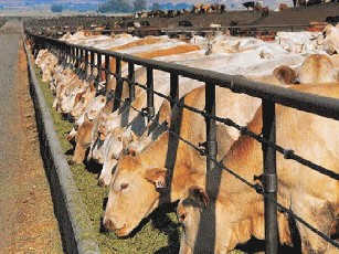 Показники розвитку тваринництва на Волині песимістичні