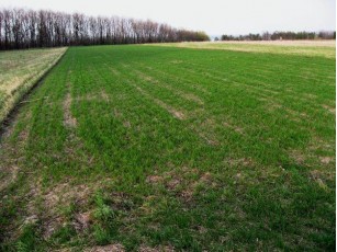 Клімчук передає більше 6 гектарів землі «Камінь-Каширськагролісу»