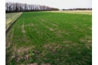 Клімчук передає більше 6 гектарів землі «Камінь-Каширськагролісу»