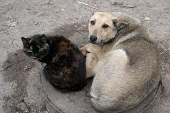 З безпритульними тваринами буде покінчено?