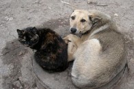 З безпритульними тваринами буде покінчено?
