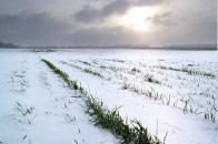 Холод і посуха ослабили до 40% озимих — Гідрометцентр