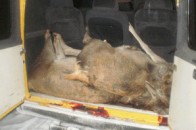 Волинські ДАІшники вже займаються затриманням браконьєрів...