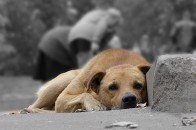 Проблему бродячих псів у Луцьку так і не вирішили