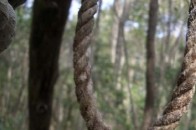 На Рівненщині 75-річний дідусь покінчив із життям у лісі