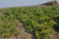 На Волині у 2012 році засадять 265 гектарів молодих лісів