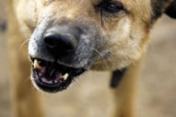 На Рівненщині застрелили скаженну собаку