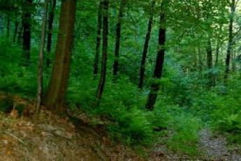 Депутат від «Свободи» підозрює, що на Волині створюють умови для «дерибану мисливських угідь»