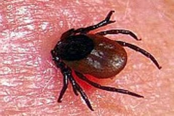 Енцефалітні кліщі з'являються вже в квітні