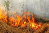 Підпали стерні та трави спричиняють нові лісові пожежі на Волині