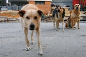 У Луцьку повно бродячих собак і не вистачає вакцин проти сказу