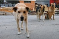 У Луцьку повно бродячих собак і не вистачає вакцин проти сказу