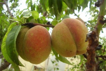 В Україні очікується дефіцит і «непривабливі» ціни на фрукти і ягоди