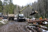 Волинь за минулий рік напиляла лісу майже на 300 мільйонів гривень