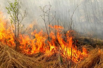 Волинська прокуратура порушила 3 кримінальні справи за підпали сухостою