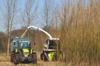На Волині побудують завод з переробки енергетичної лози?