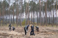 На Волині селяни садили ліс, щоб заробити священику на хату