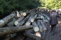 У 2011 році волинська влада роздала у власність та користування більше 650 тисяч гектарів лісу