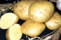 Волинським селянам безкоштовно роздають картоплю для посіву
