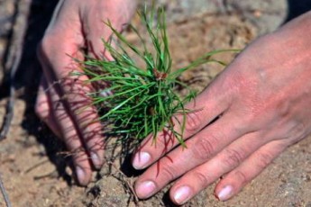 Луцькі школярі ходили в гості до лісівників