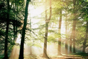 На Волині посадили майже 300 гектарів лісу