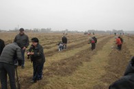 На Волині посадили більше 280 гектарів лісу