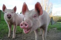 У Волинській області свиней стало менше на 4%