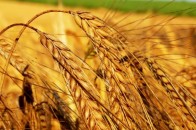 Ціни на пшеницю знову впадуть через великий надлишок