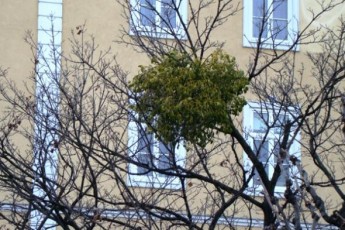 Політична омела