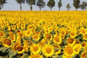 В Україні великі площі засіють соняшником – замість загиблих озимих злаків