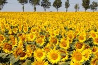 В Україні великі площі засіють соняшником – замість загиблих озимих злаків