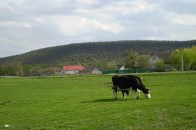 На Волині взялися за вирішення проблеми громадських пасовищ