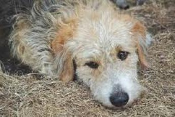 У Луцьку до Євро безкоштовно стерилізують усіх бездомних собак