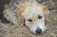 У Луцьку до Євро безкоштовно стерилізують усіх бездомних собак