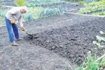 Голова Рівного разом із депутатом хочуть ліквідувати людські городи