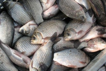 На Волині незаконно наловили 7,5 кг риби