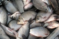 На Волині незаконно наловили 7,5 кг риби