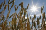 Цьогоріч Україні прогнозують світовий рекорд з неврожаю пшениці