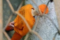 Довічне ув’язнення отримав 28-річний чоловік за вбивство дівчини на Рівненщині